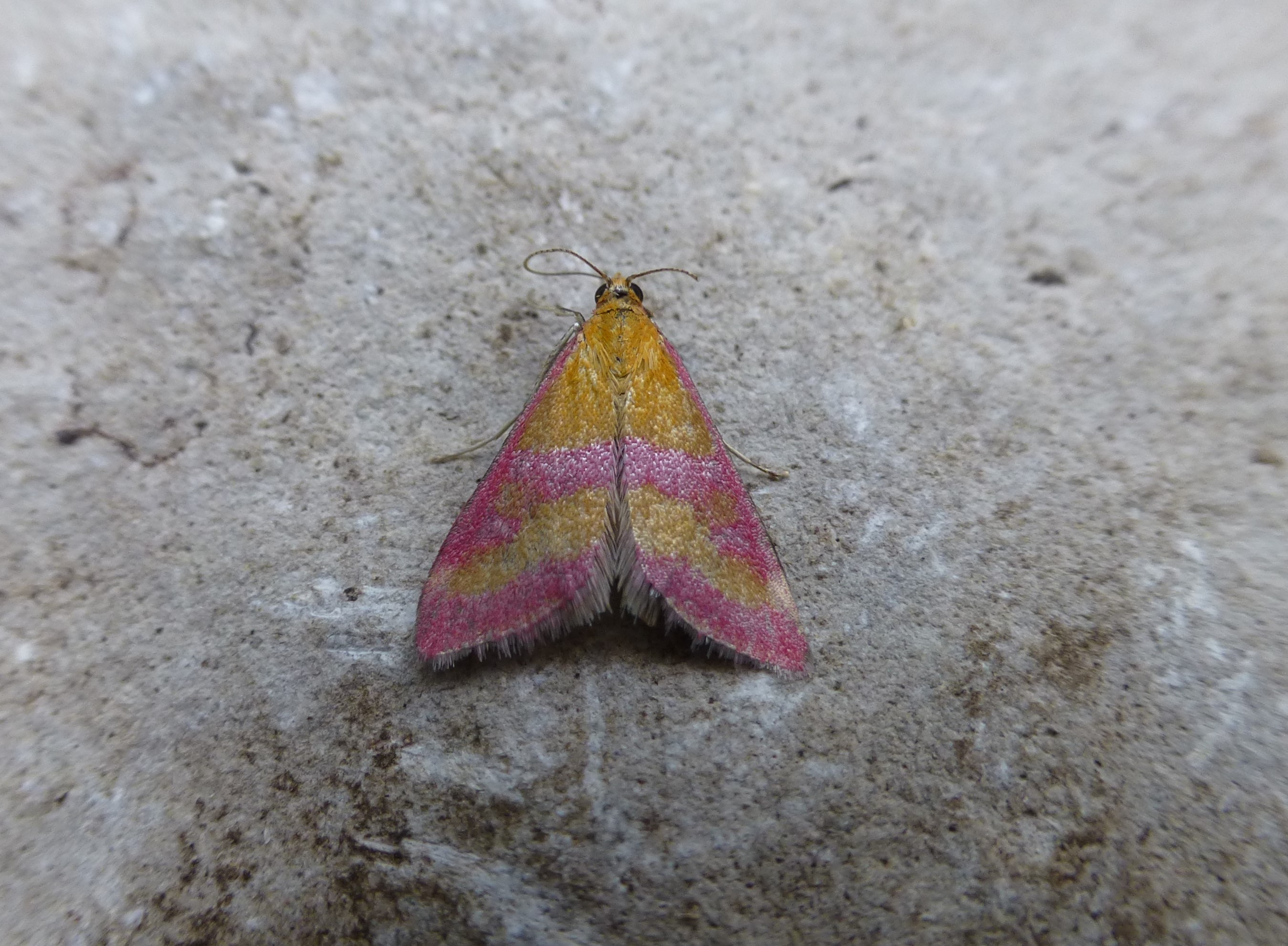 The Joy of Moths: An Introduction to Garden Moth Trapping, via