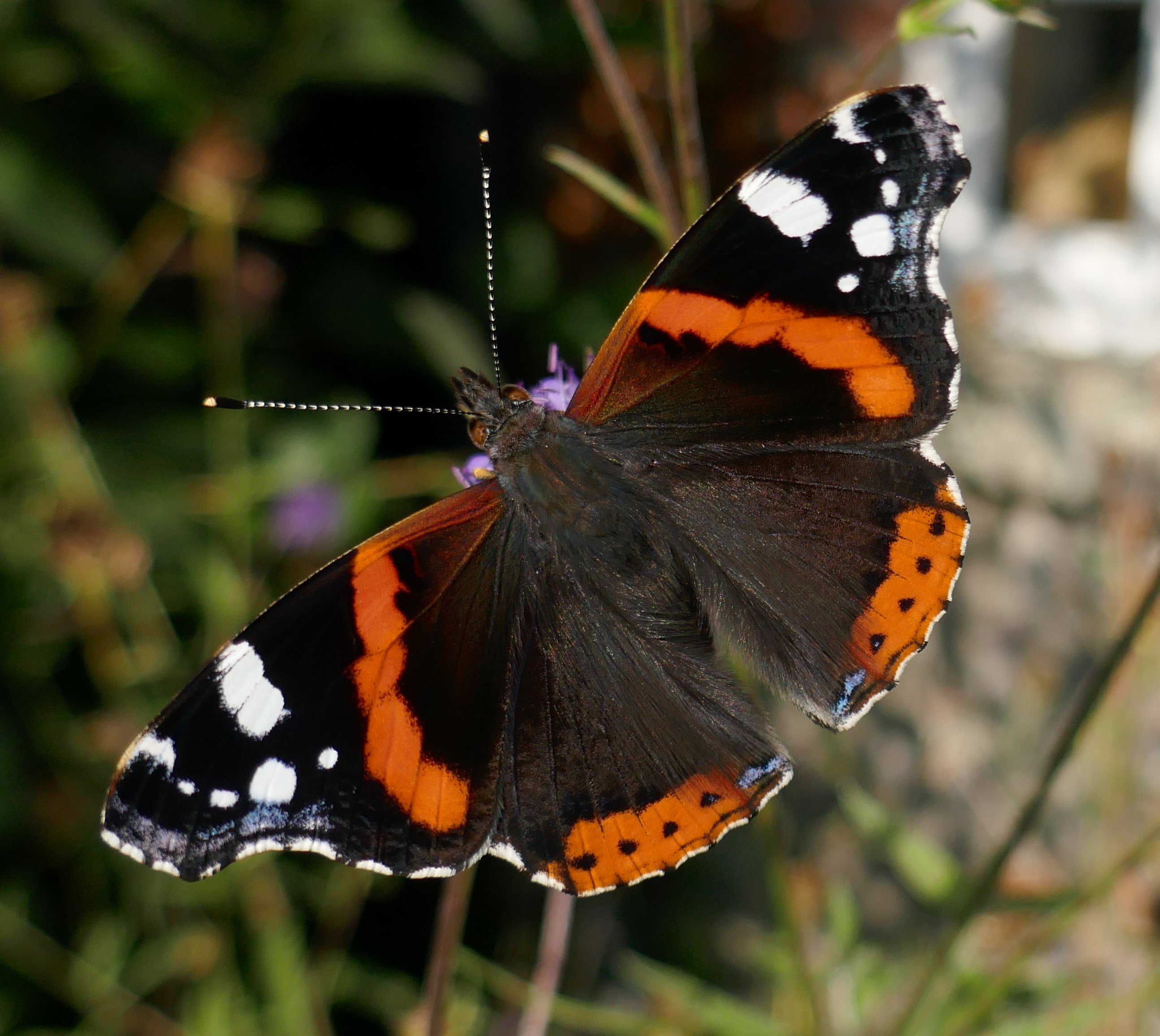 The butterflies of the British Isles. Butterflies. THE BUTTERFLY. II third,  which are closely united, each bear a pair of wings also. The legs, which  in the butterfly are adapted for