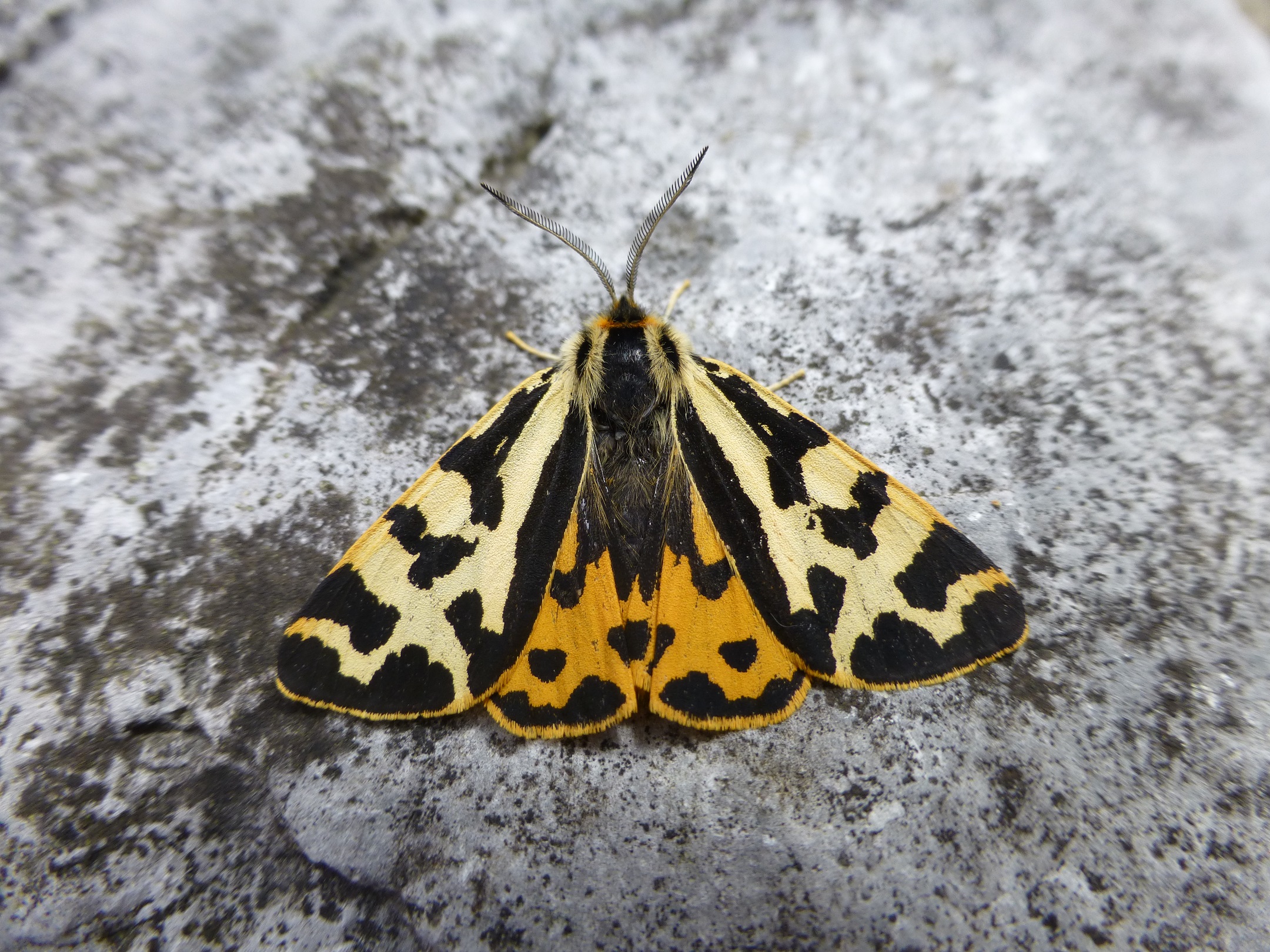 https://butterflyconservation.ie/wp/wp-content/uploads/2023/01/Wood-Tiger-Clooncoose.P1260415-2.jpg