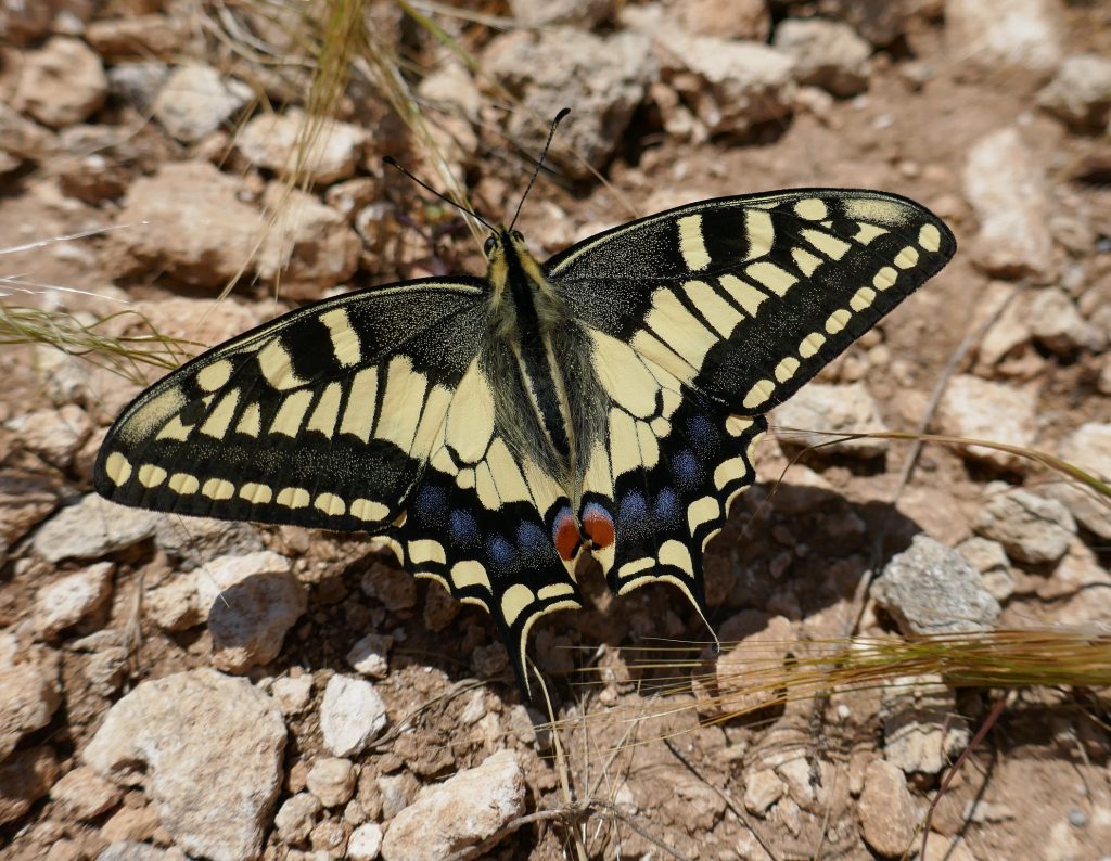 Butterfly Conservation Ireland – Irish Butterfly Website