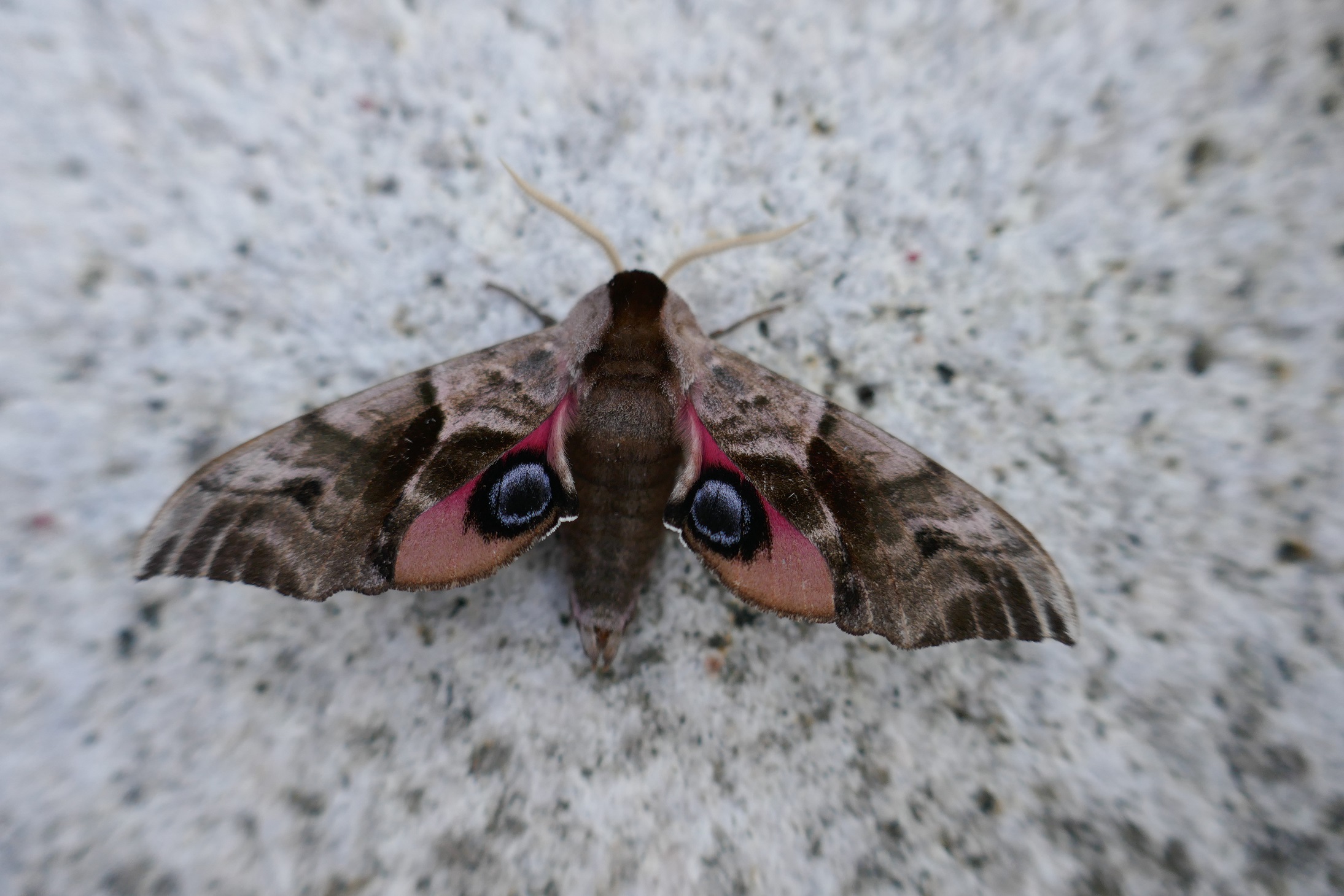 Eyed Hawk-moth  Butterfly Conservation