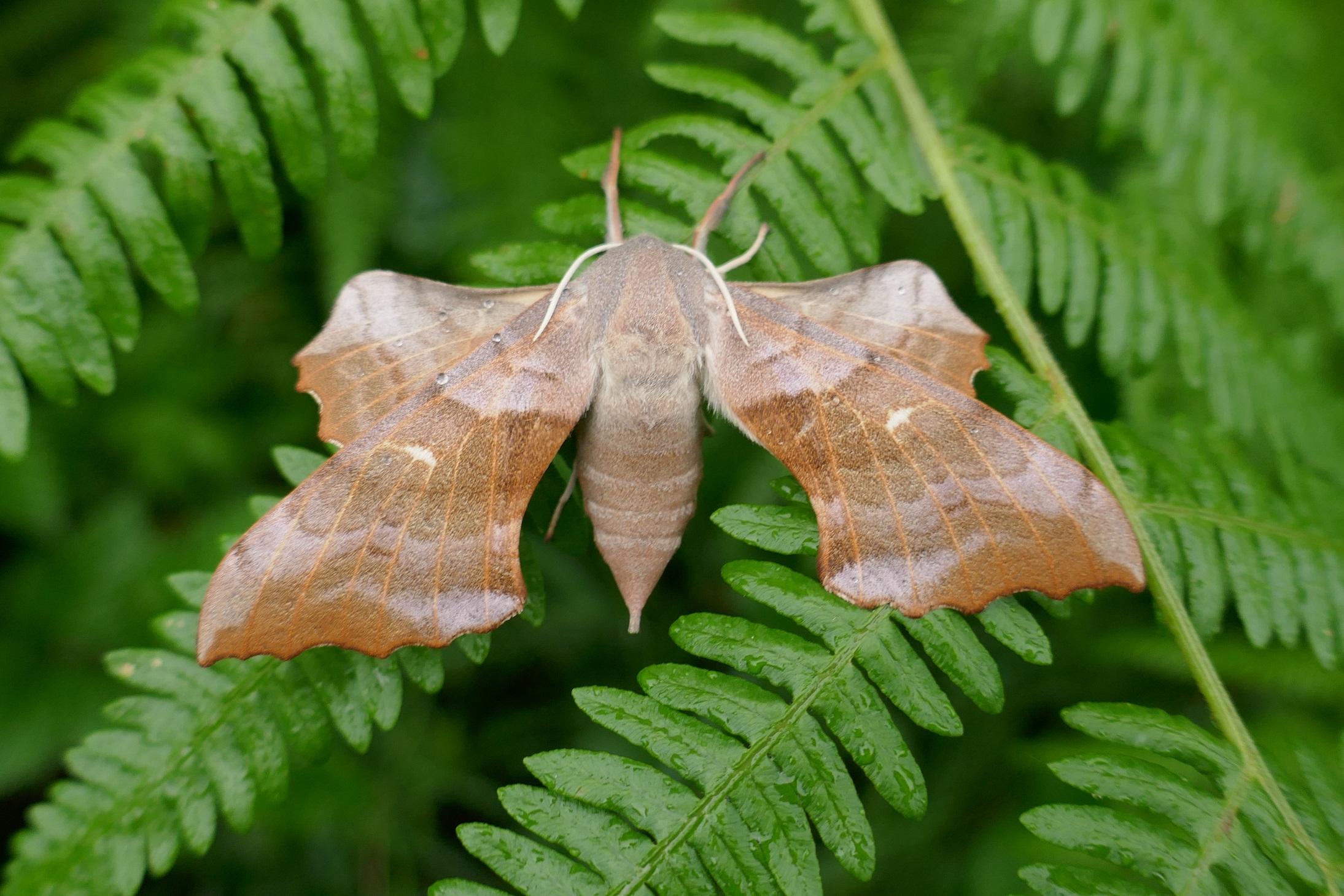 https://butterflyconservation.ie/wp/wp-content/uploads/2023/06/Poplar-Hawkmoth-female-Kilberry.-P1300569.jpg