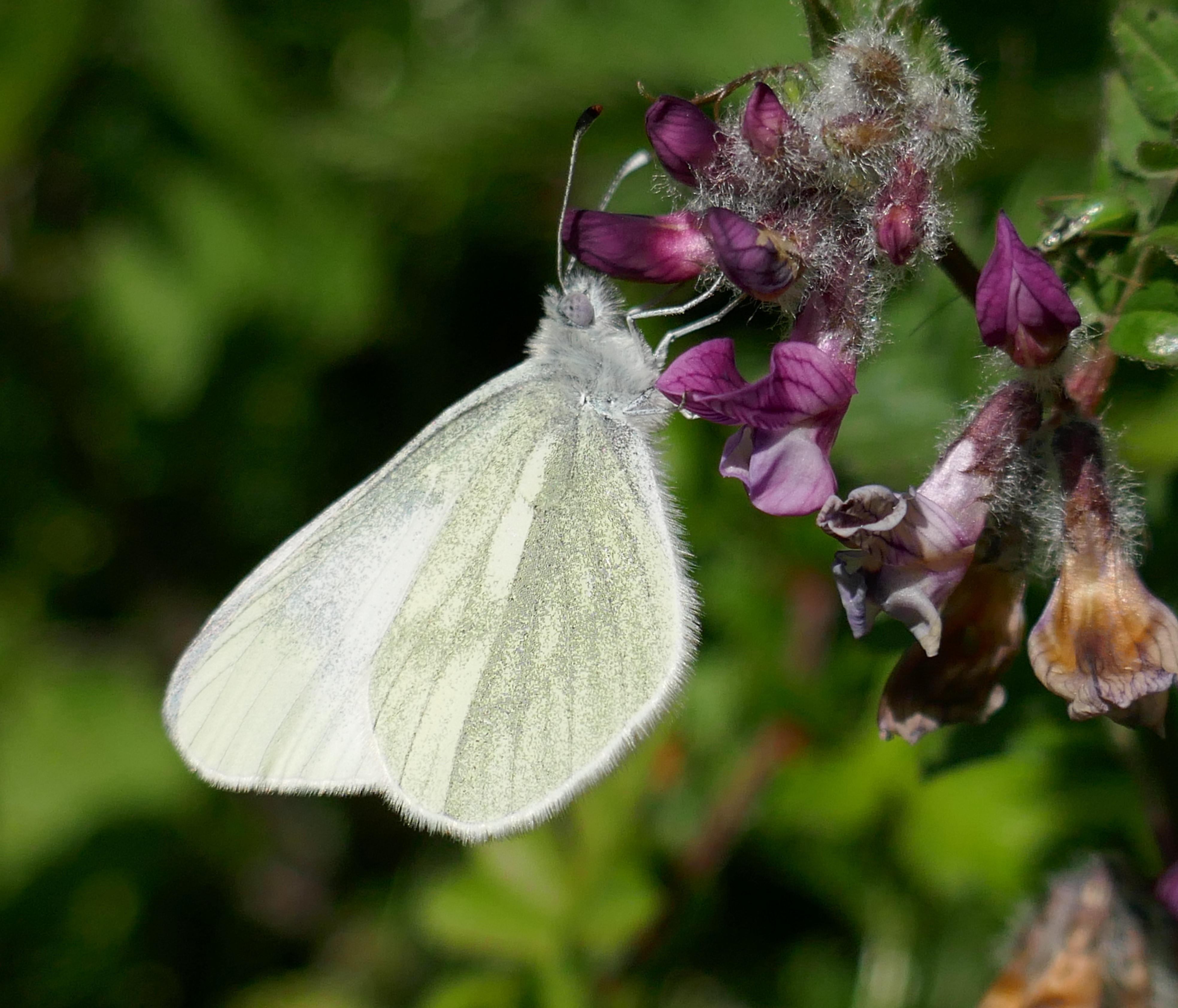 WHITE BUTTERFLIES' NIGHT ROOST