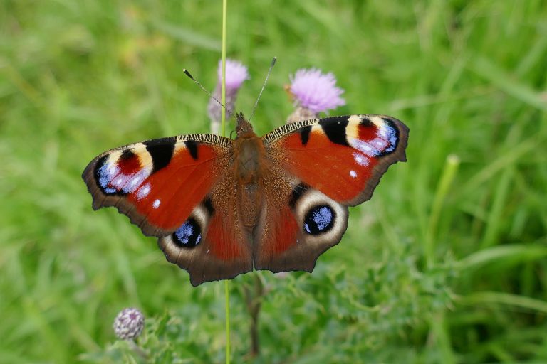 Butterfly Conservation Ireland – Irish Butterfly Website