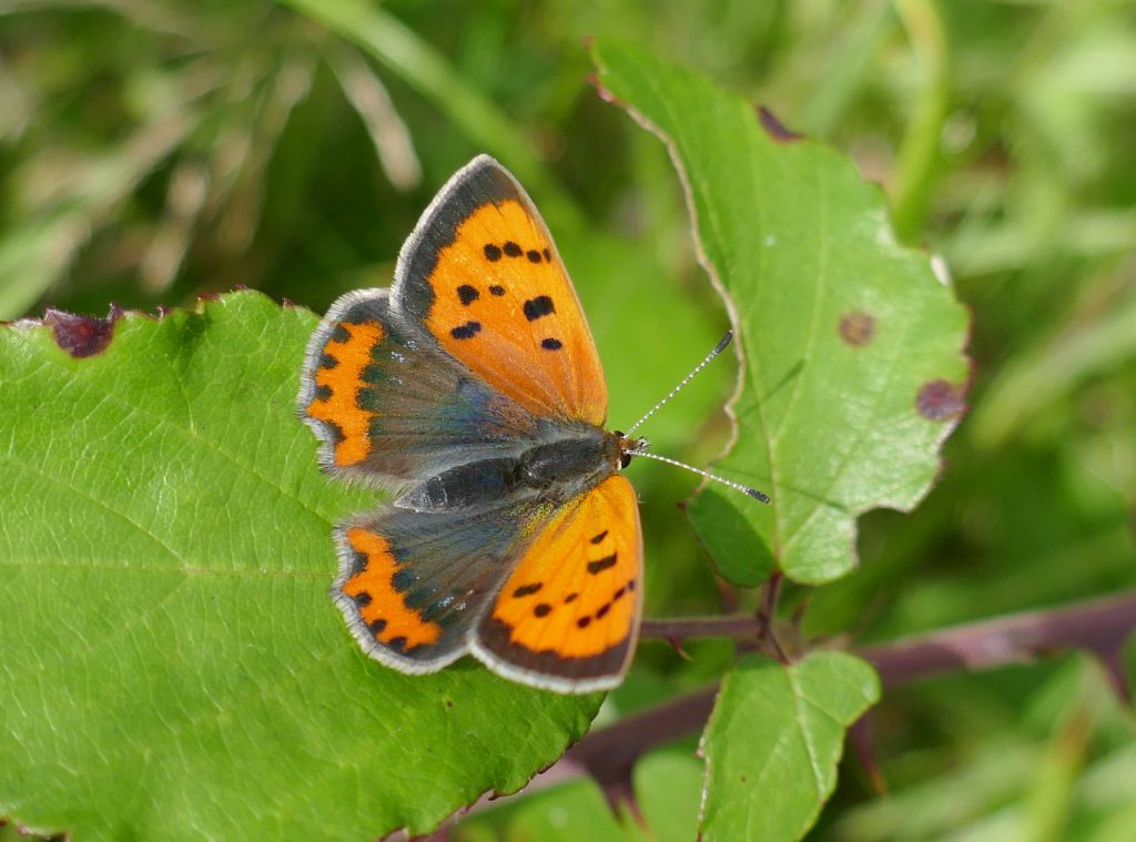 Butterfly Conservation Ireland – Irish Butterfly Website