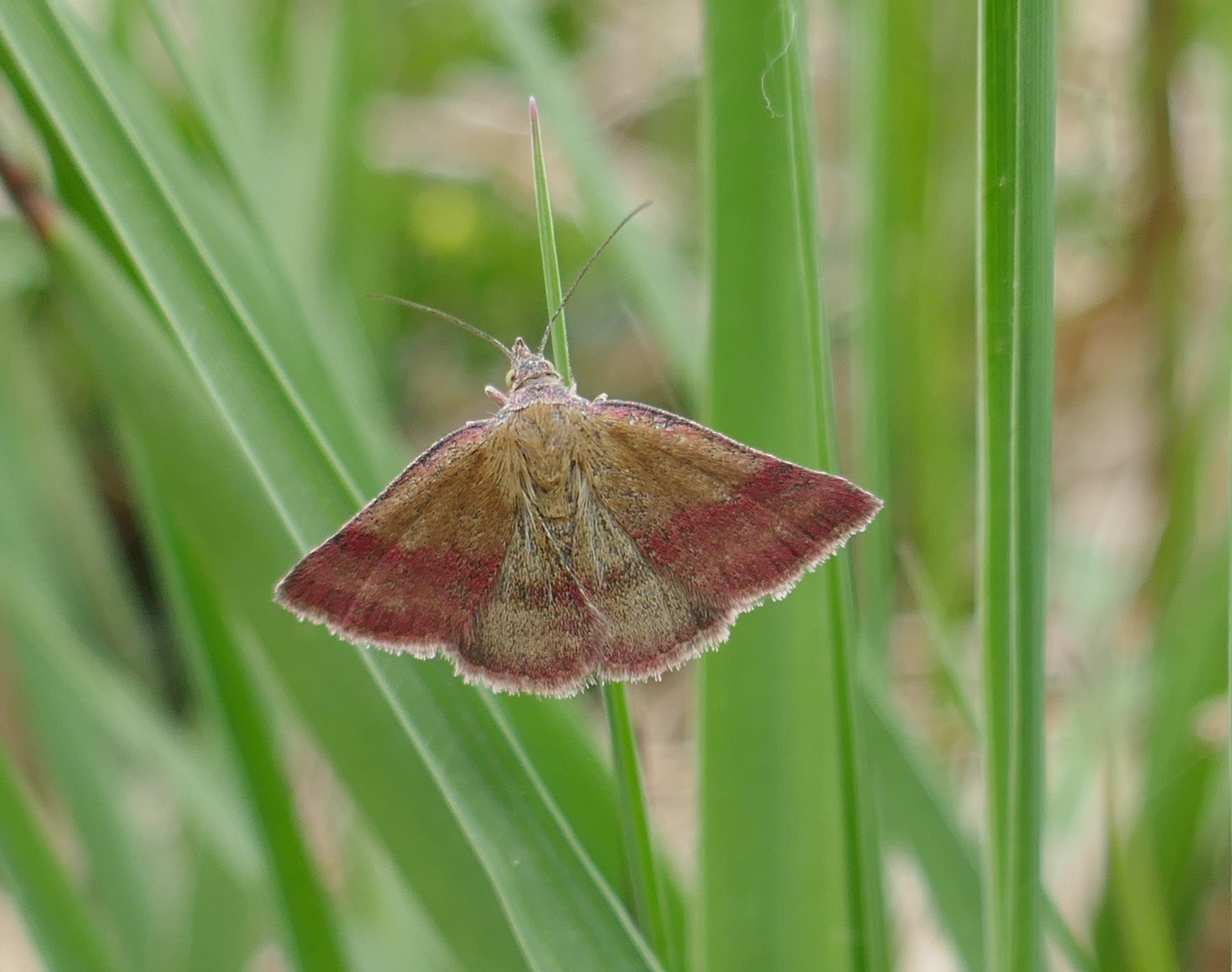 https://butterflyconservation.ie/wp/wp-content/uploads/2023/07/Small-Purple-barred.-P1290467.jpg