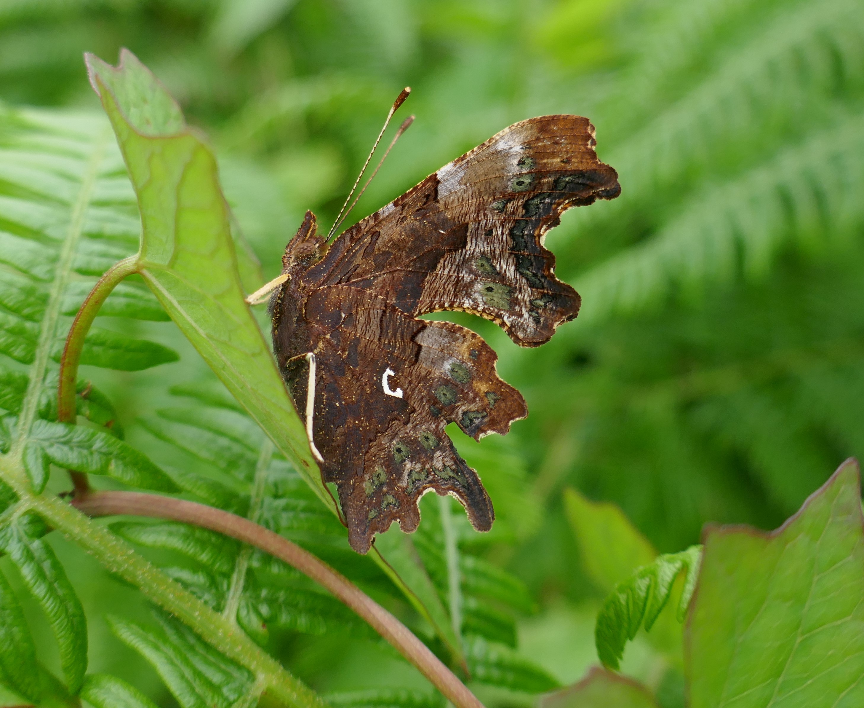 White Butterfly Sightings: Spiritual Meaning and Symbolism - A-Z Animals