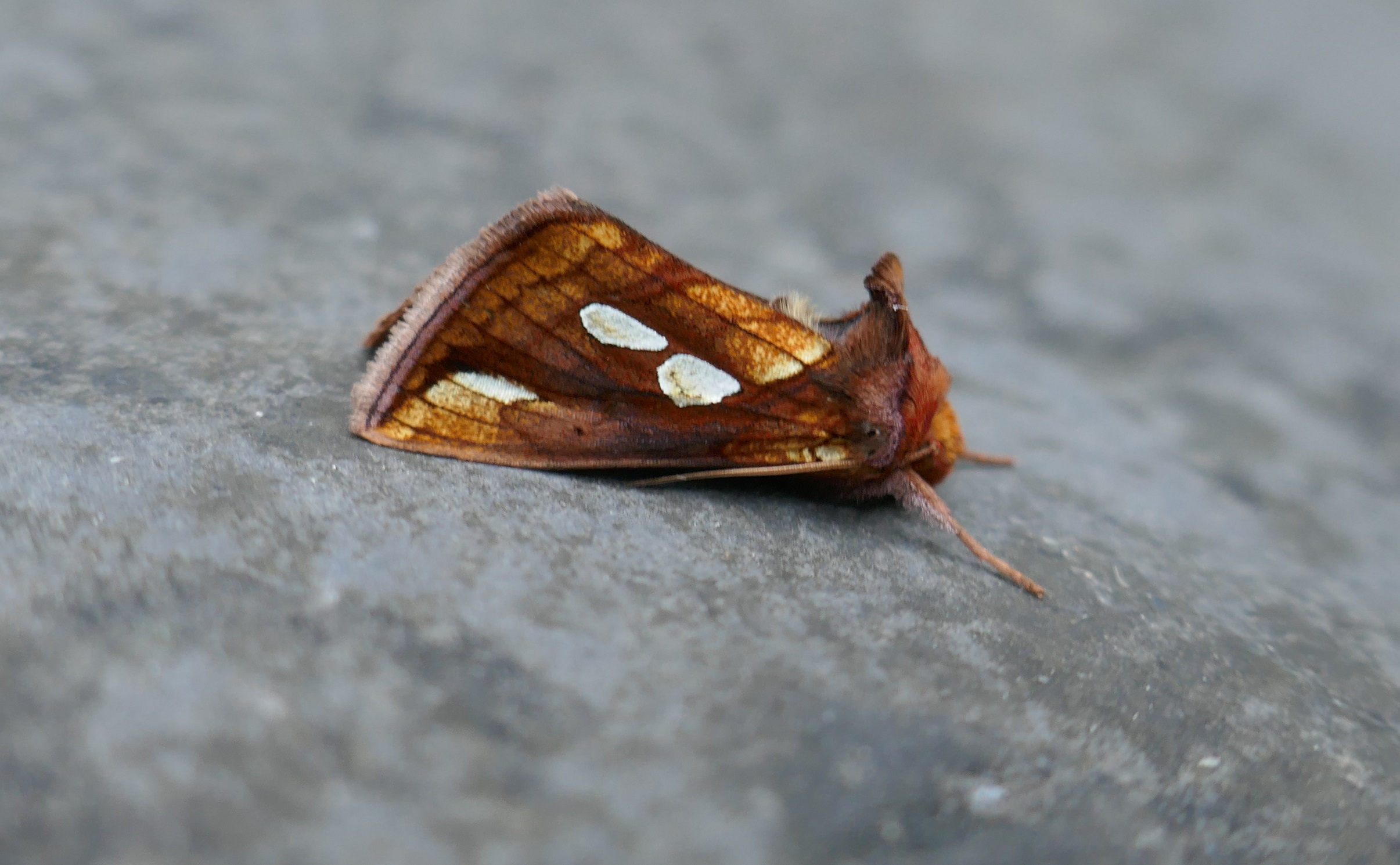 The Joy of Moths: An Introduction to Garden Moth Trapping, via