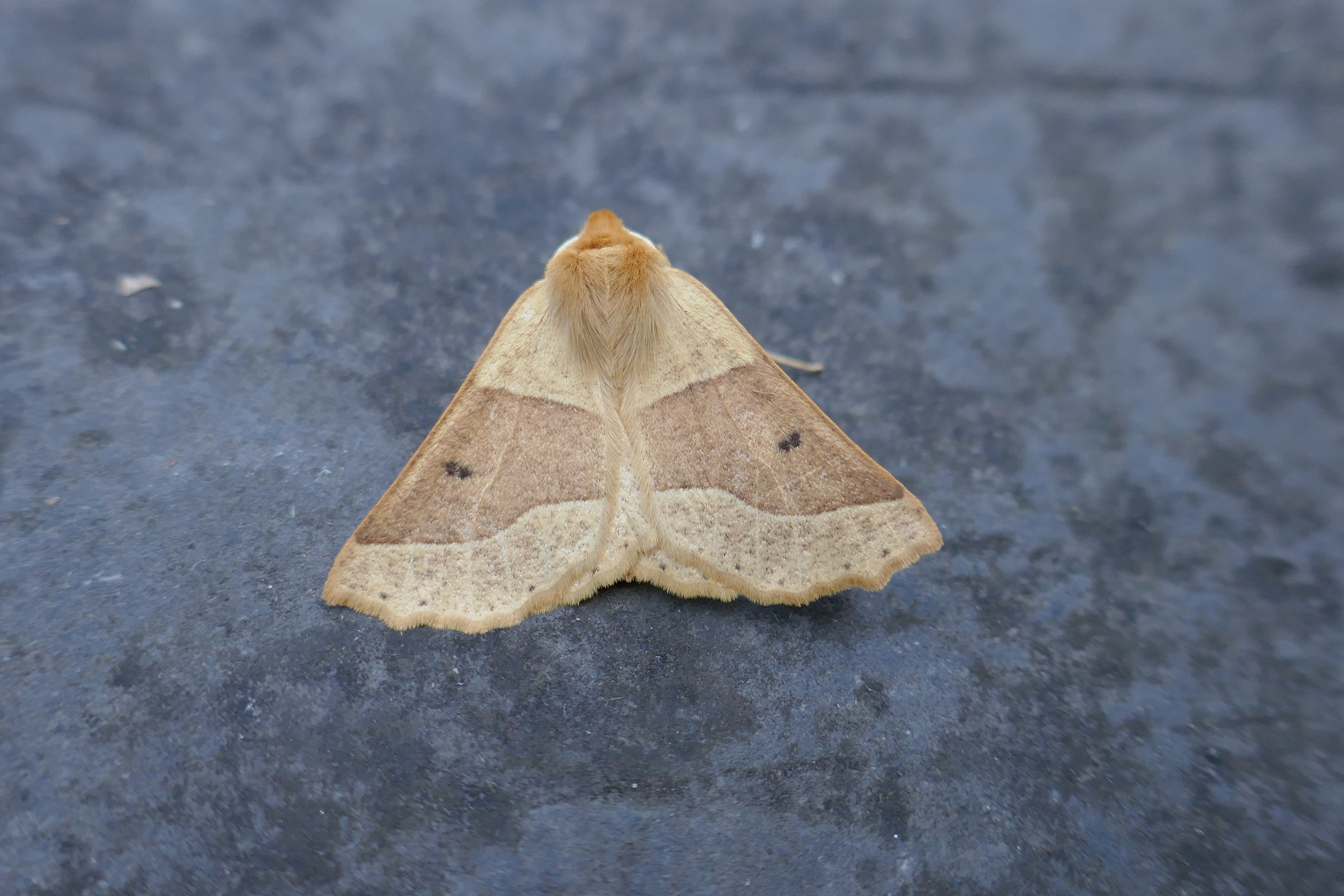 Unveiling the enigmatic world of moths: from ancient pollinators