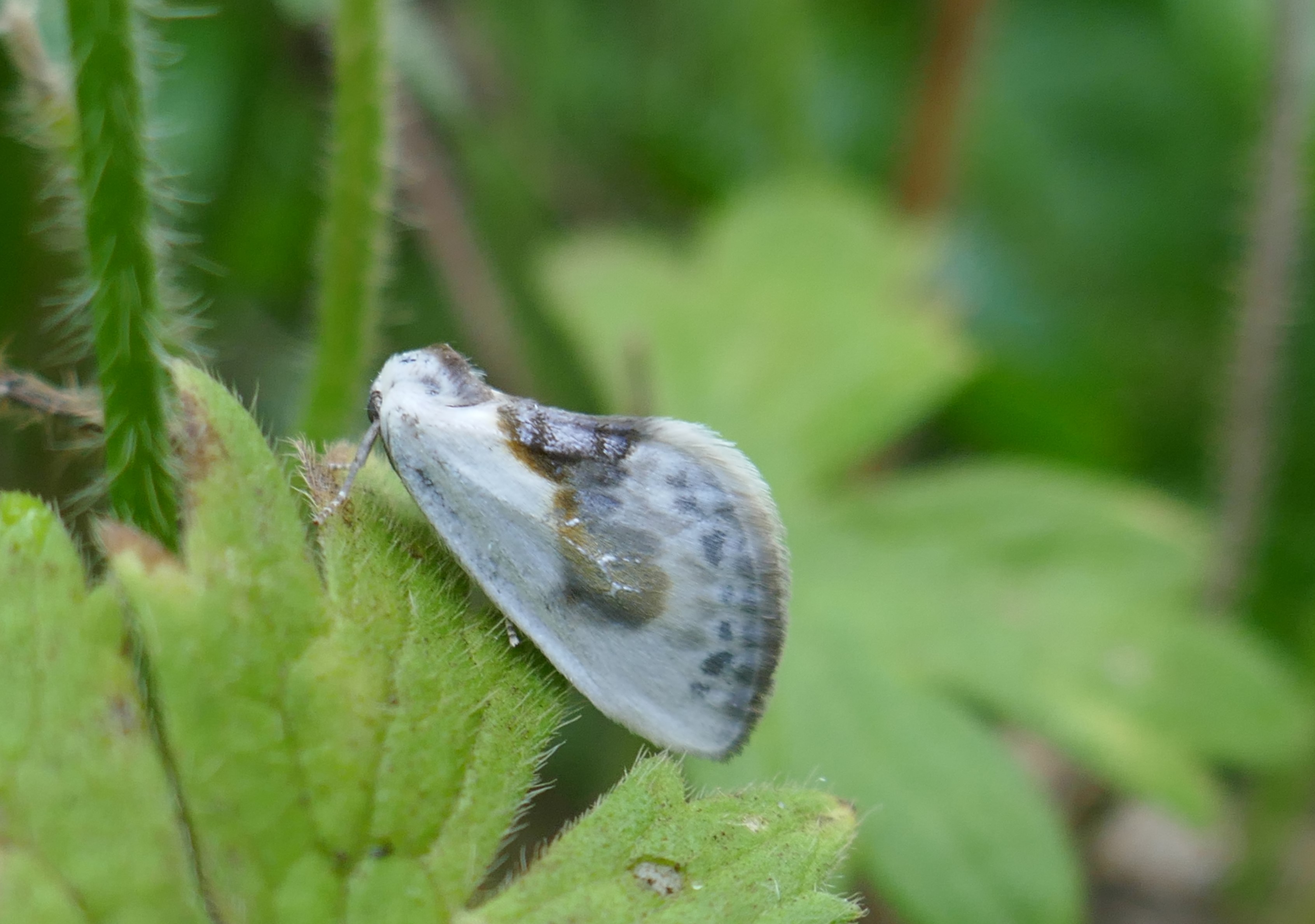 Moth Traps  Butterfly Conservation