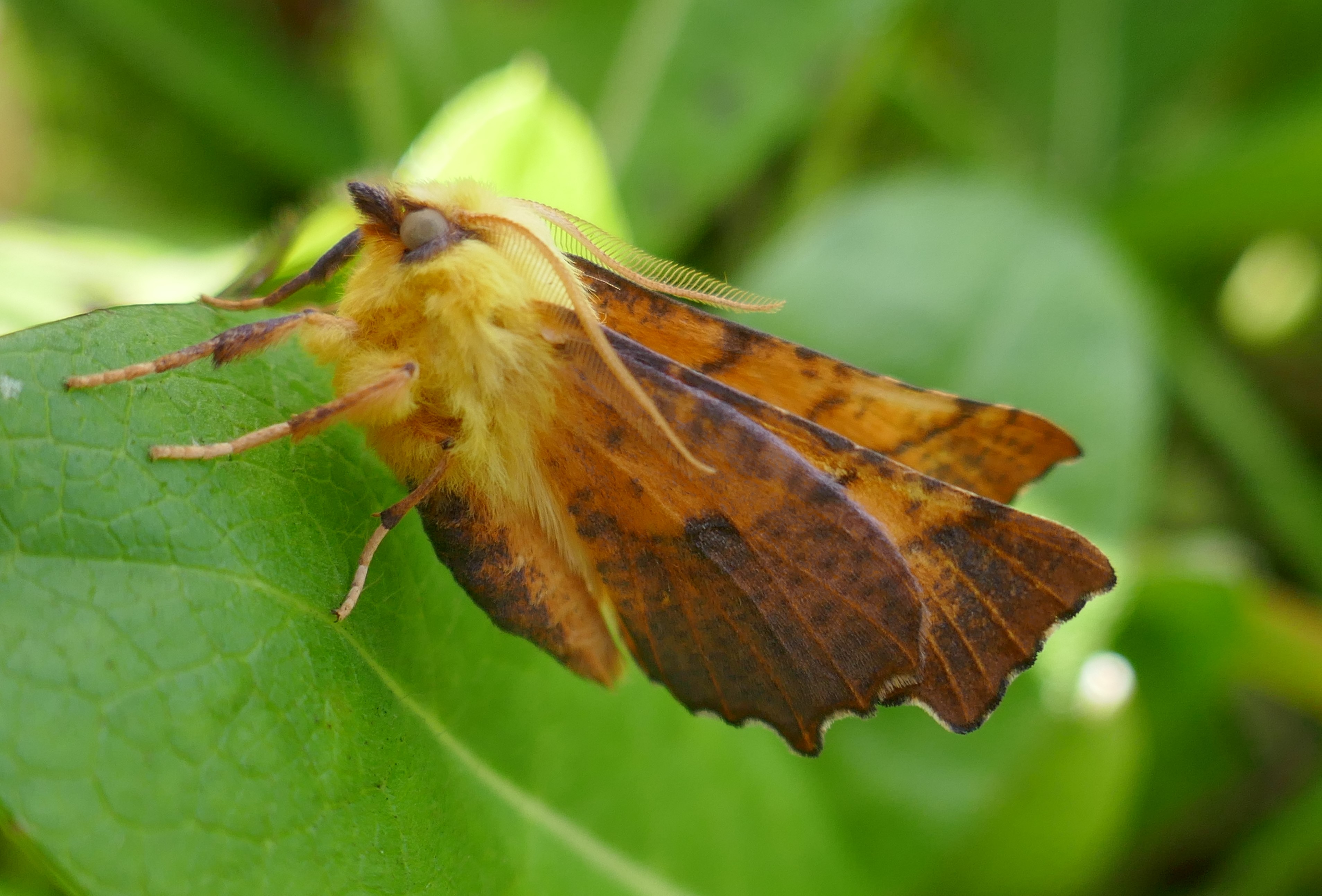 https://butterflyconservation.ie/wp/wp-content/uploads/2023/08/P1330207.jpg