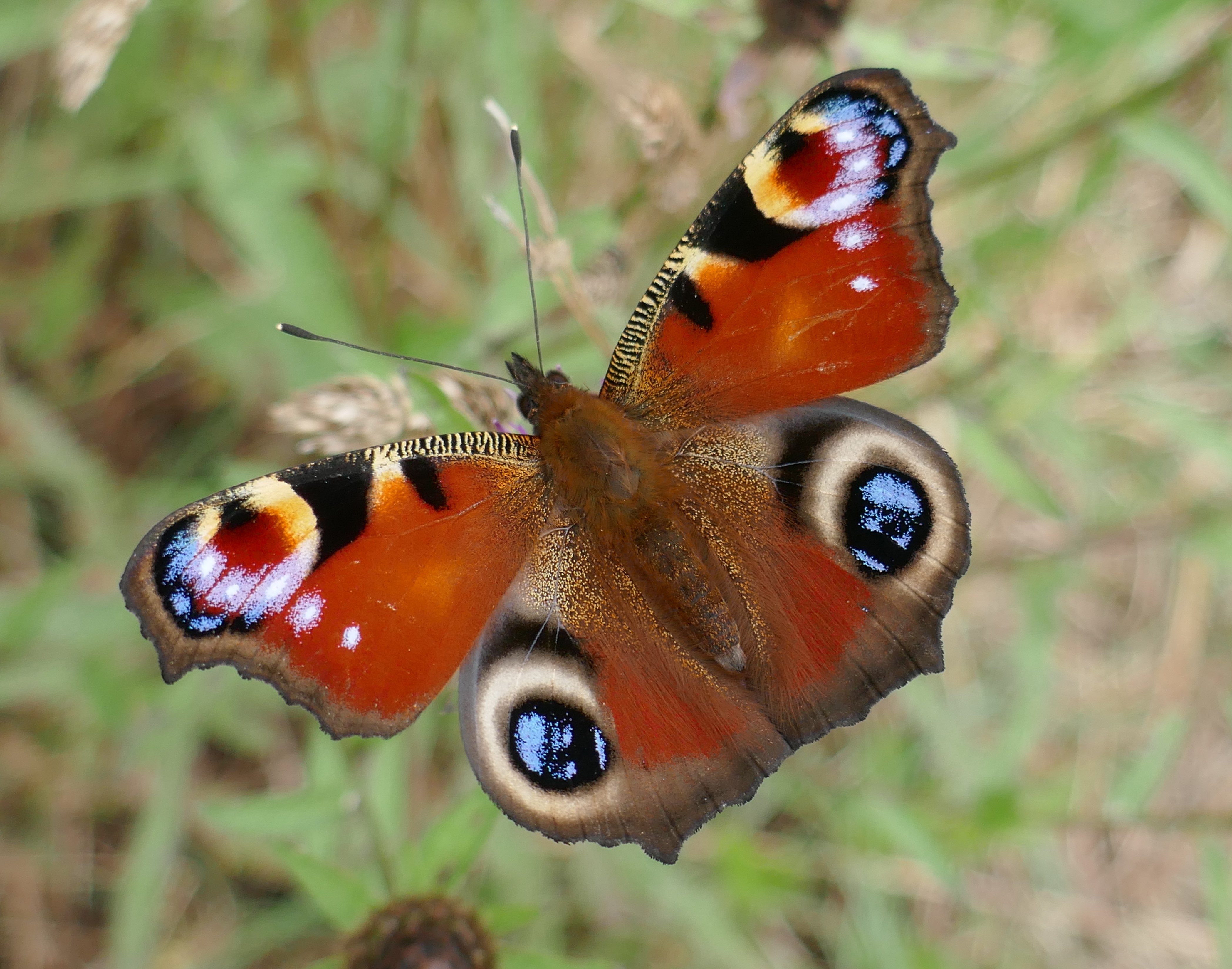 The butterflies of the British Isles. Butterflies. THE BUTTERFLY. II third,  which are closely united, each bear a pair of wings also. The legs, which  in the butterfly are adapted for