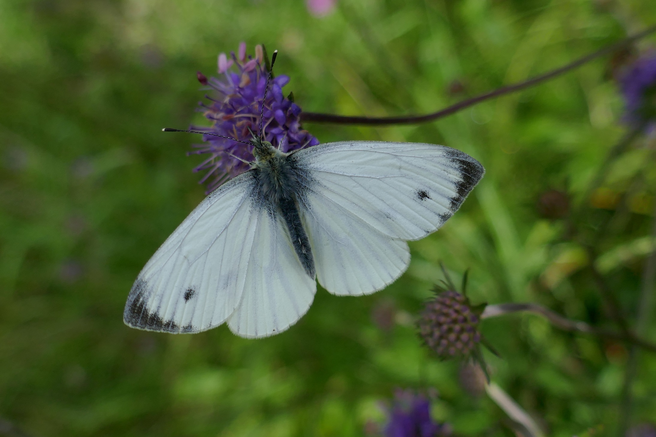 Small White  Butterfly Conservation