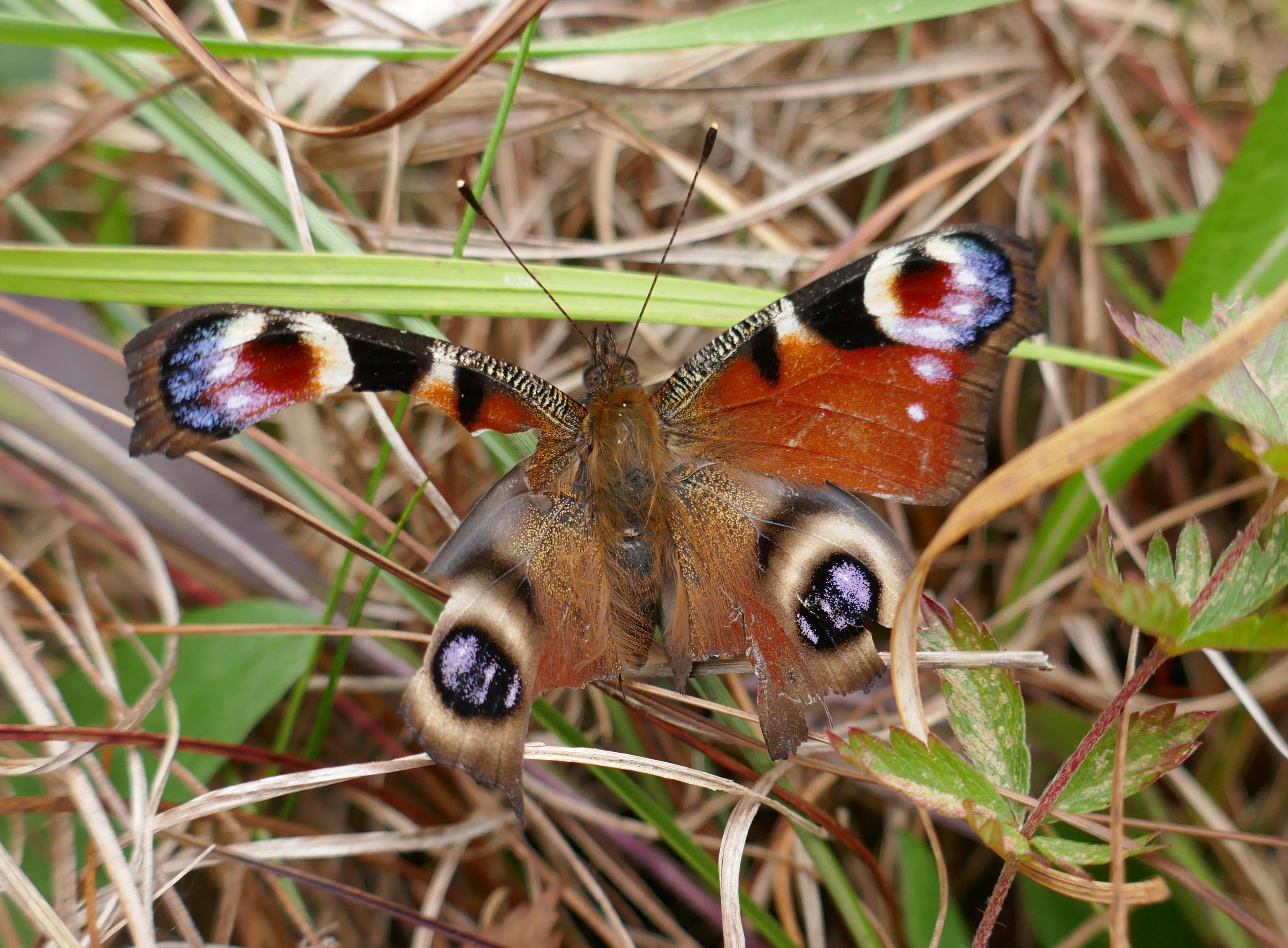 The butterflies of the British Isles. Butterflies. THE BUTTERFLY. II third,  which are closely united, each bear a pair of wings also. The legs, which  in the butterfly are adapted for