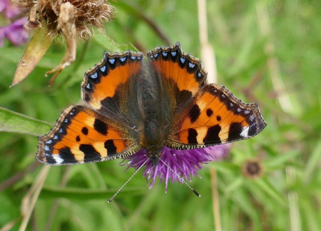 Butterfly Conservation Ireland – Irish Butterfly Website