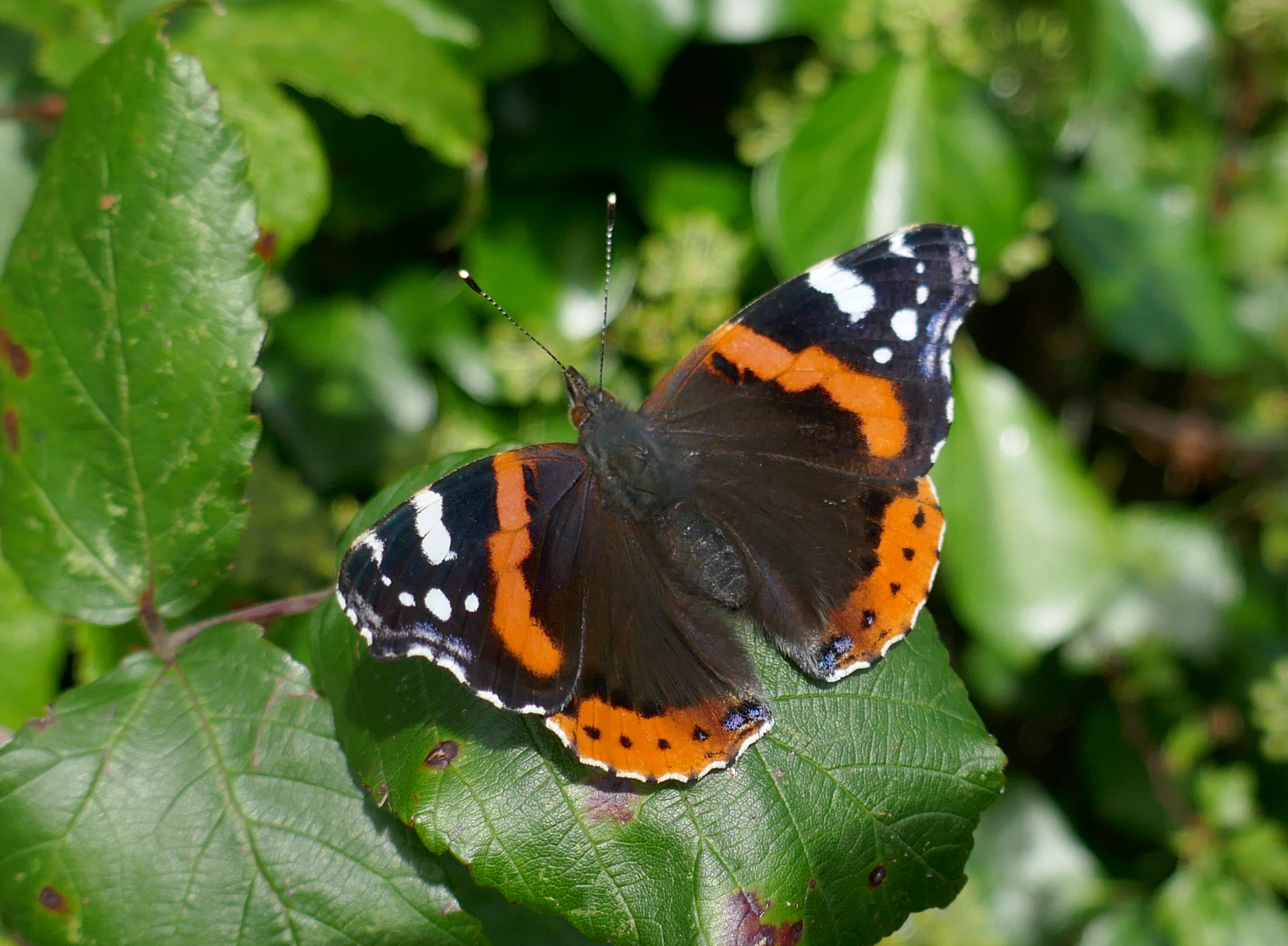 Butterfly Conservation Ireland – Irish Butterfly Website