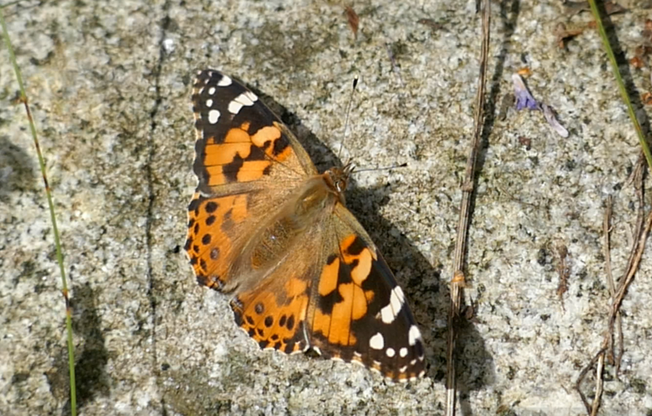 Butterfly Id Holder -  Ireland