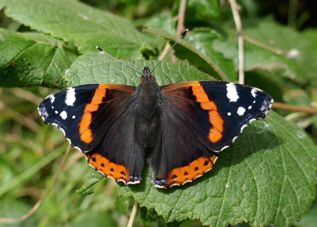 Butterfly Conservation Ireland – Irish Butterfly Website